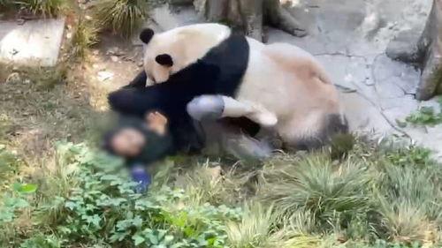 熊猫岁岁视频爆料,揭秘娱乐圈幕后真相 第1张 熊猫岁岁视频爆料,揭秘娱乐圈幕后真相 第1张